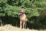 DOGUE ALLEMAND 959
